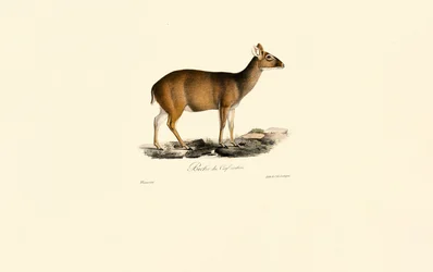 Fêmea de Muntjac indiano (corça de veado)