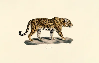 Fêmea de Jaguar