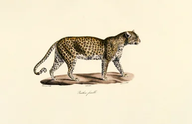 Fêmea de leopardo