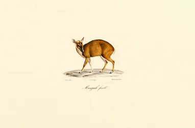 Fêmea Muntjac