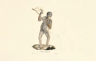 Orangotango fêmea