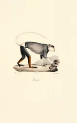 Macaco Patas fêmea