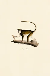 Macaco-de-cauda-vermelha fêmea
