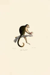 Fêmea de macaco-prego