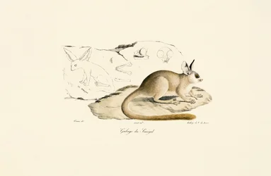 Raposa de Fennec