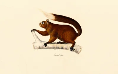Esquilo raposa