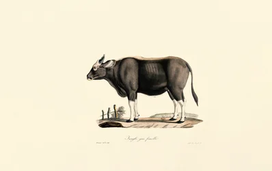 Gaur Feminino