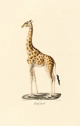 Girafa (Fêmea)