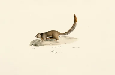 Esquilo terrestre de canela dourada (macho)