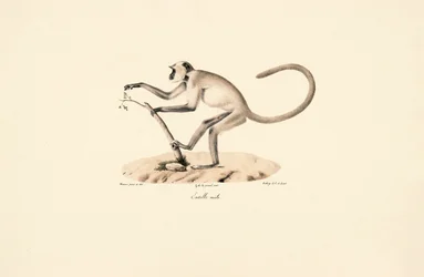Langur de Hanuman cinzento