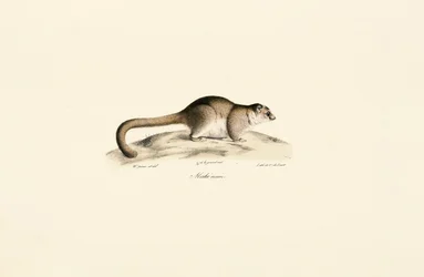Lémure-rato-cinzento