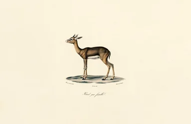 Reedbuck cinzento (Fêmea)