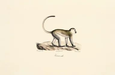 Macaco verde (Chlorocebus sabaeus)