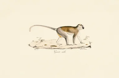 Macaco verde (macho)