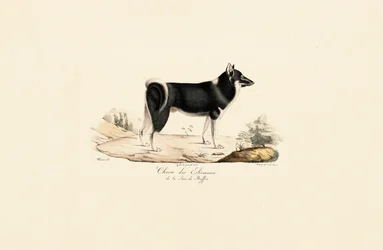 Cão da Gronelândia