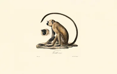 Langur cinzento (Old Entelle)
