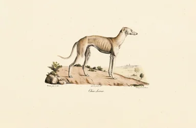 Galgo