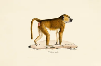Babuíno da Guiné (macho)