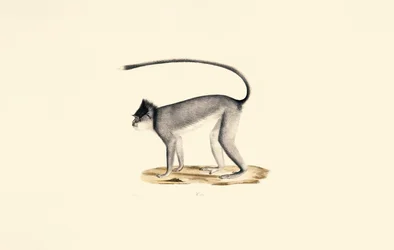 Langur de Hanuman