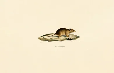 Rato da colheita