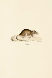 Rato doméstico
