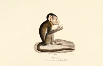 Híbrido de macaco-de-boné e macaco-de-cauda-de-porco