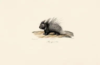 Porco-espinho de crista italiana