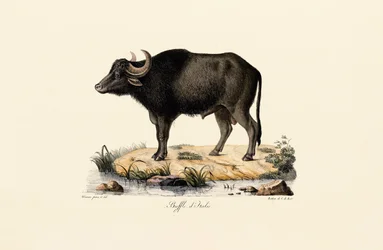 Búfalo de água italiano