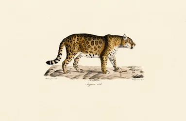 Jaguar (macho) em vista lateral