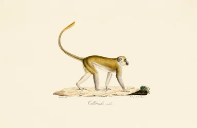 Macaco de L