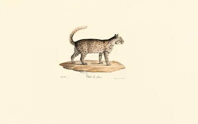 Gato leopardo (Prionailurus bengalensis)