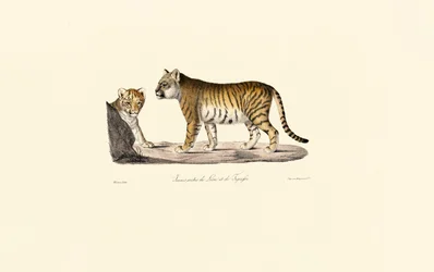 Híbrido de leão e tigre