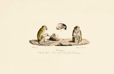 Macaques em diferentes fases etárias