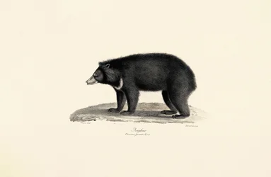 Urso do sol da Malásia