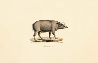 Homem Babirusa