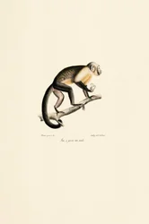 Macaco esquilo comum macho