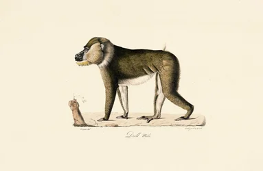 Babuíno Gelada macho