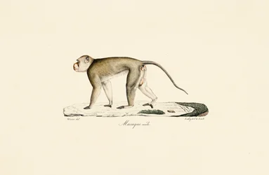 Macaque macho