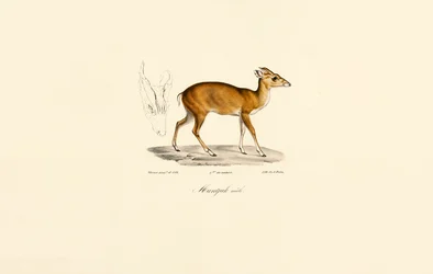 Macho Muntjac