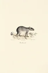 Paca-malhada macho