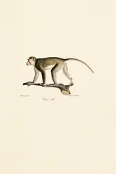 Macaco esquilo macho