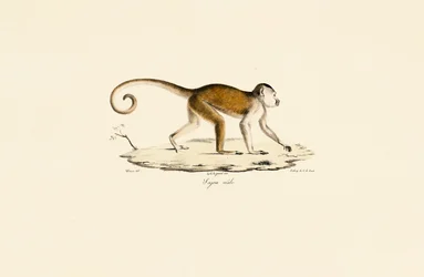 Macho de capuchinho