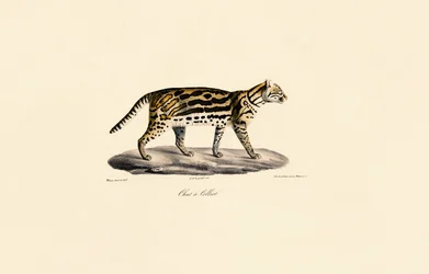 Gato Margay