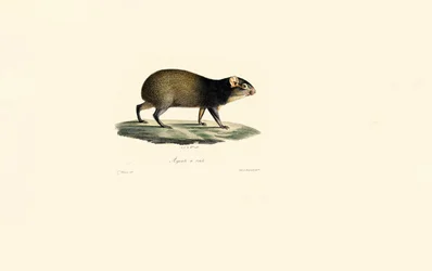 Porco-espinho mexicano