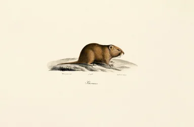 Rato-mourisco (Sichermous)