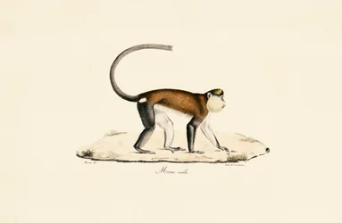 Macaco Mona