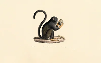 Mona Monkey com fruta