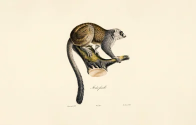 Lémure mangusto (fêmea)