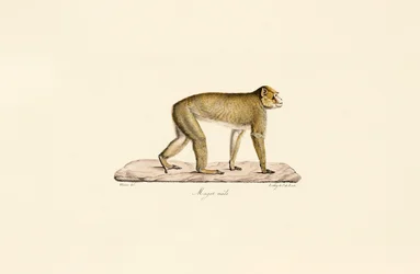 Macaco-negro-de-crista (macho)