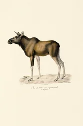 Alce (Alces alces)